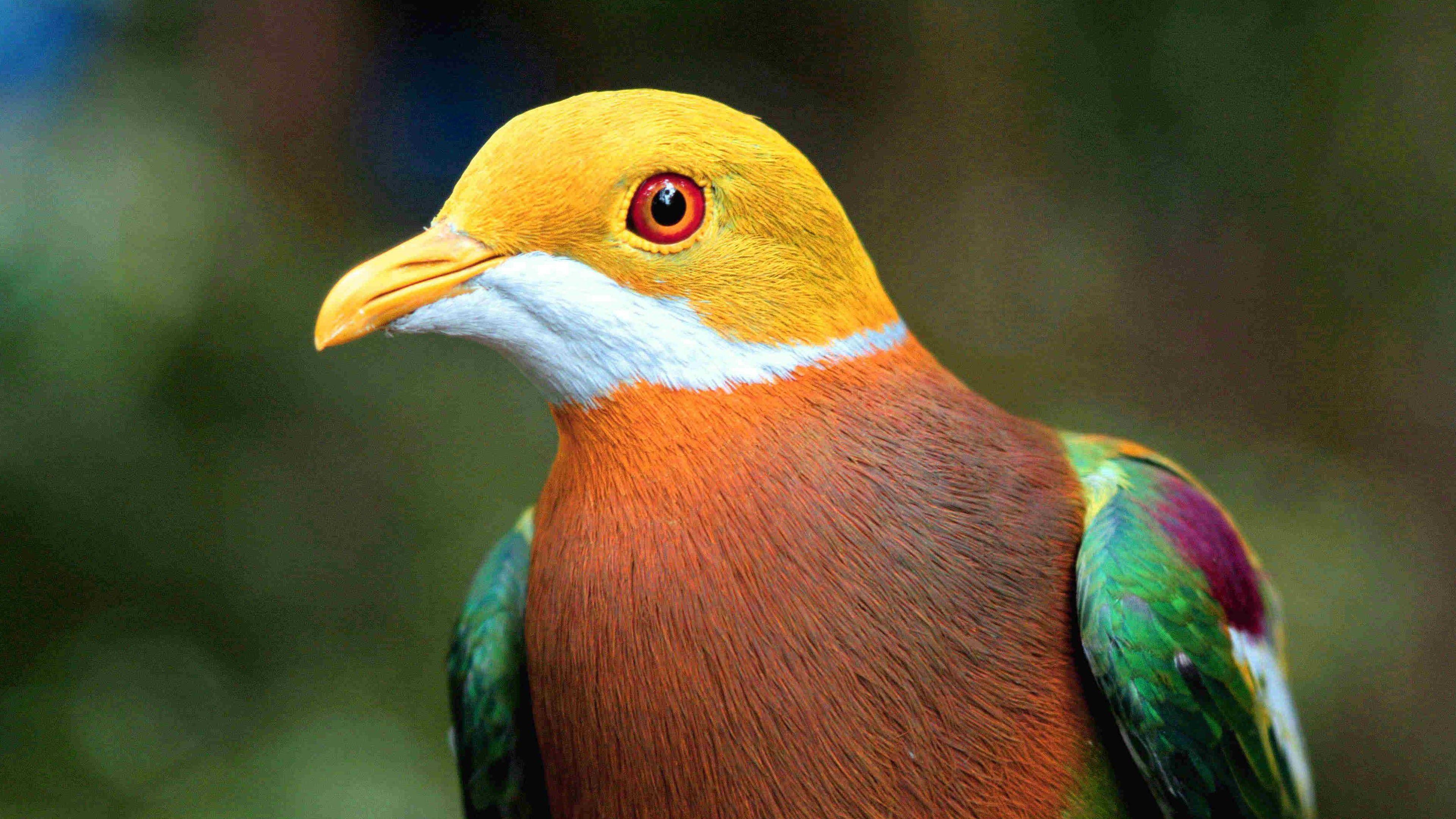3840x2160 Colorful Bird Dove 4K Wallpaper