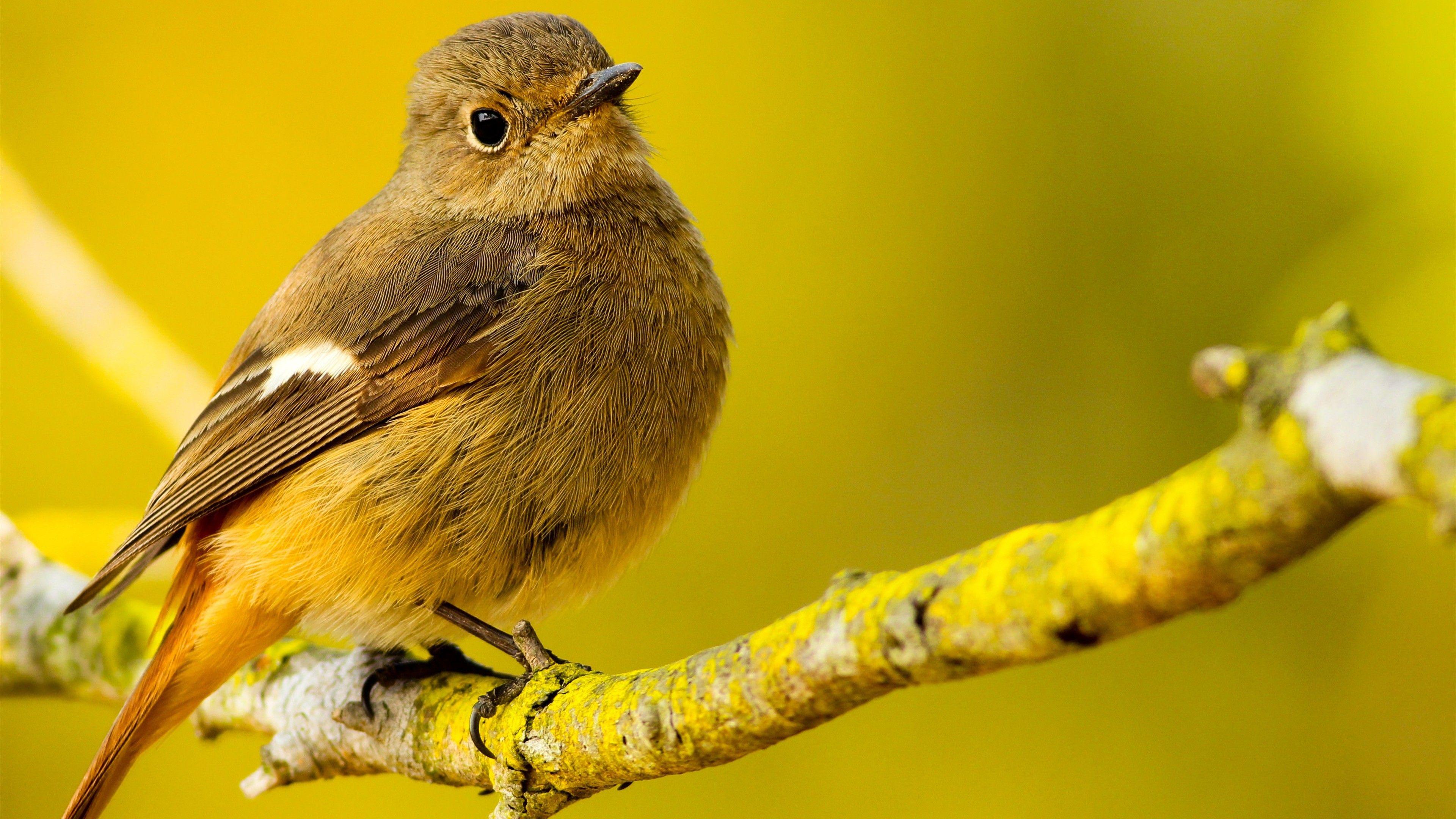 3840x2160 Yellow Small Bird On Branch 4k Wallpaper Colour Palette Bird