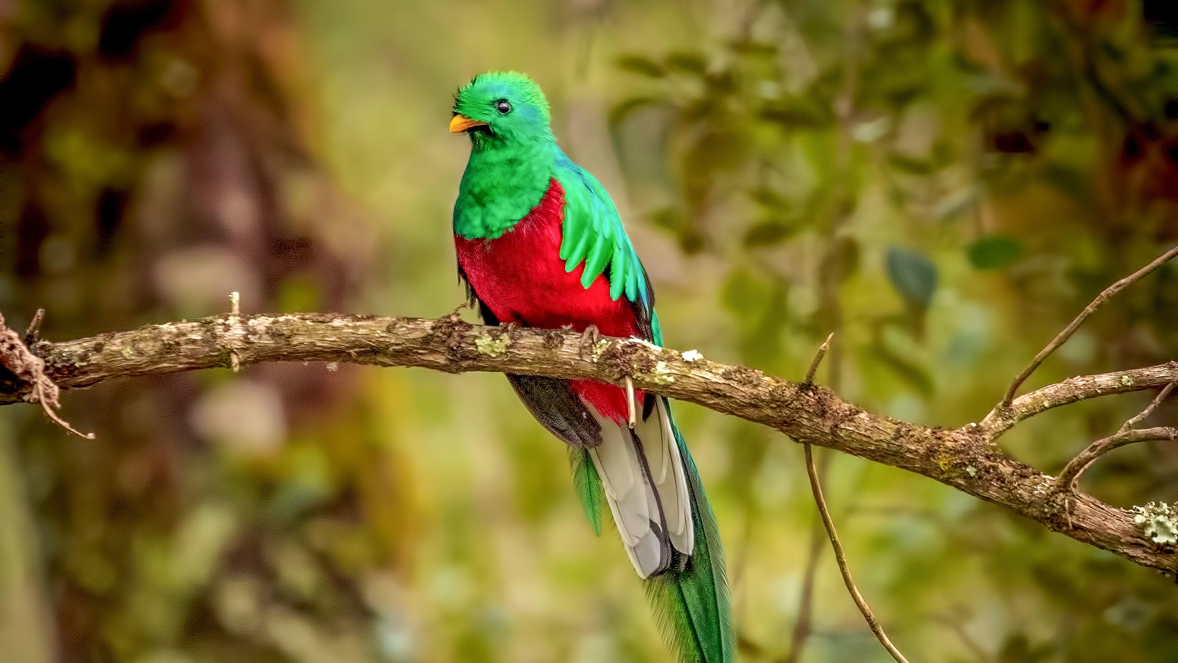 3840x2160 Resplendent Quetzal Bird 4k, HD Birds, 4k Wallpaper, Image, Background, Photo and Picture