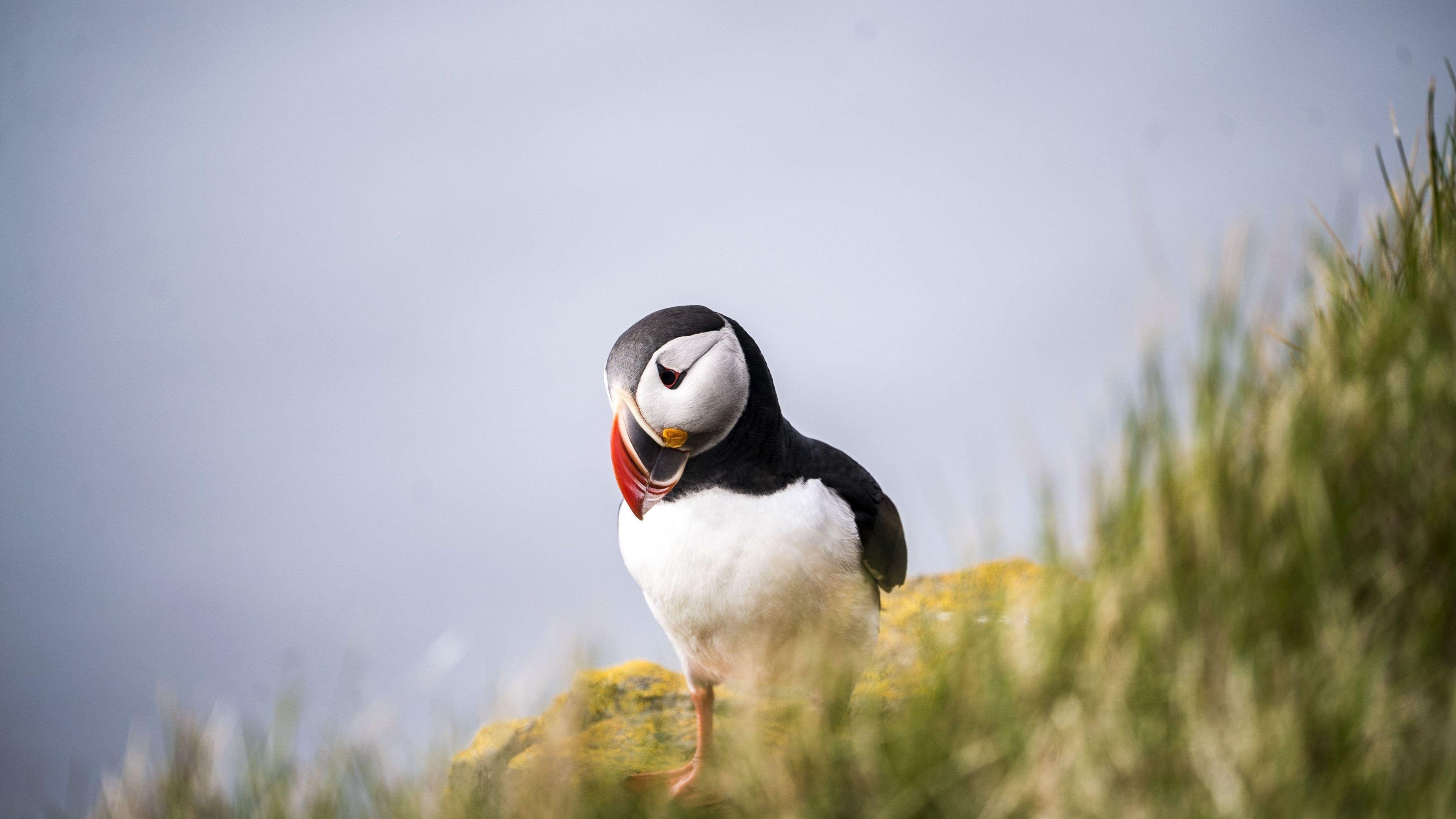 3840x2160 Download 3840x2160 wallpaper puffin, outdoor, bird, 4k, uhd 16: widescreen, 3840x2160 HD image, background, 8912