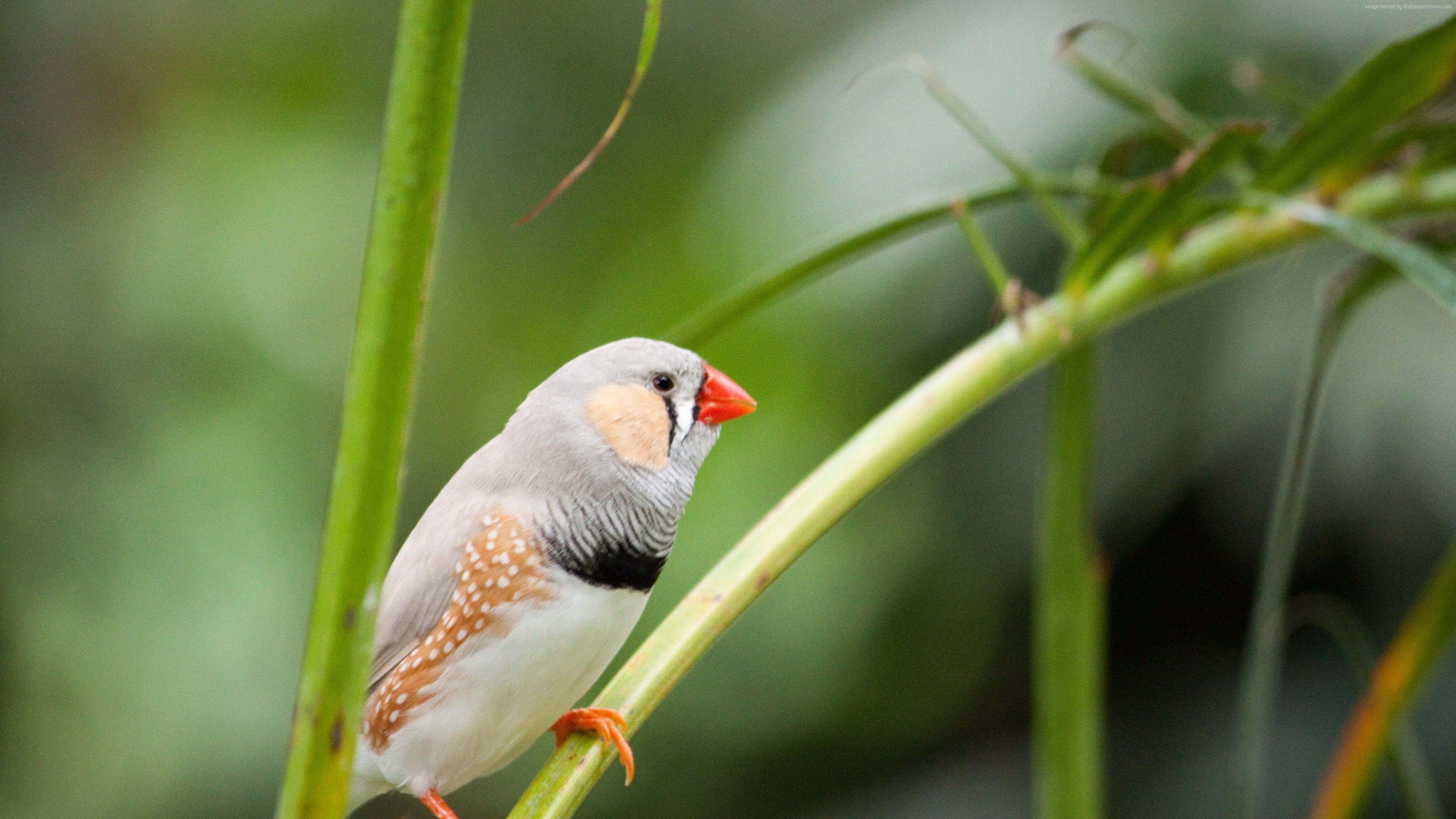3840x2160 Wallpaper zebra finch, bird, 4k, Animals Wallpaper Download Resolution 4K Wallpaper