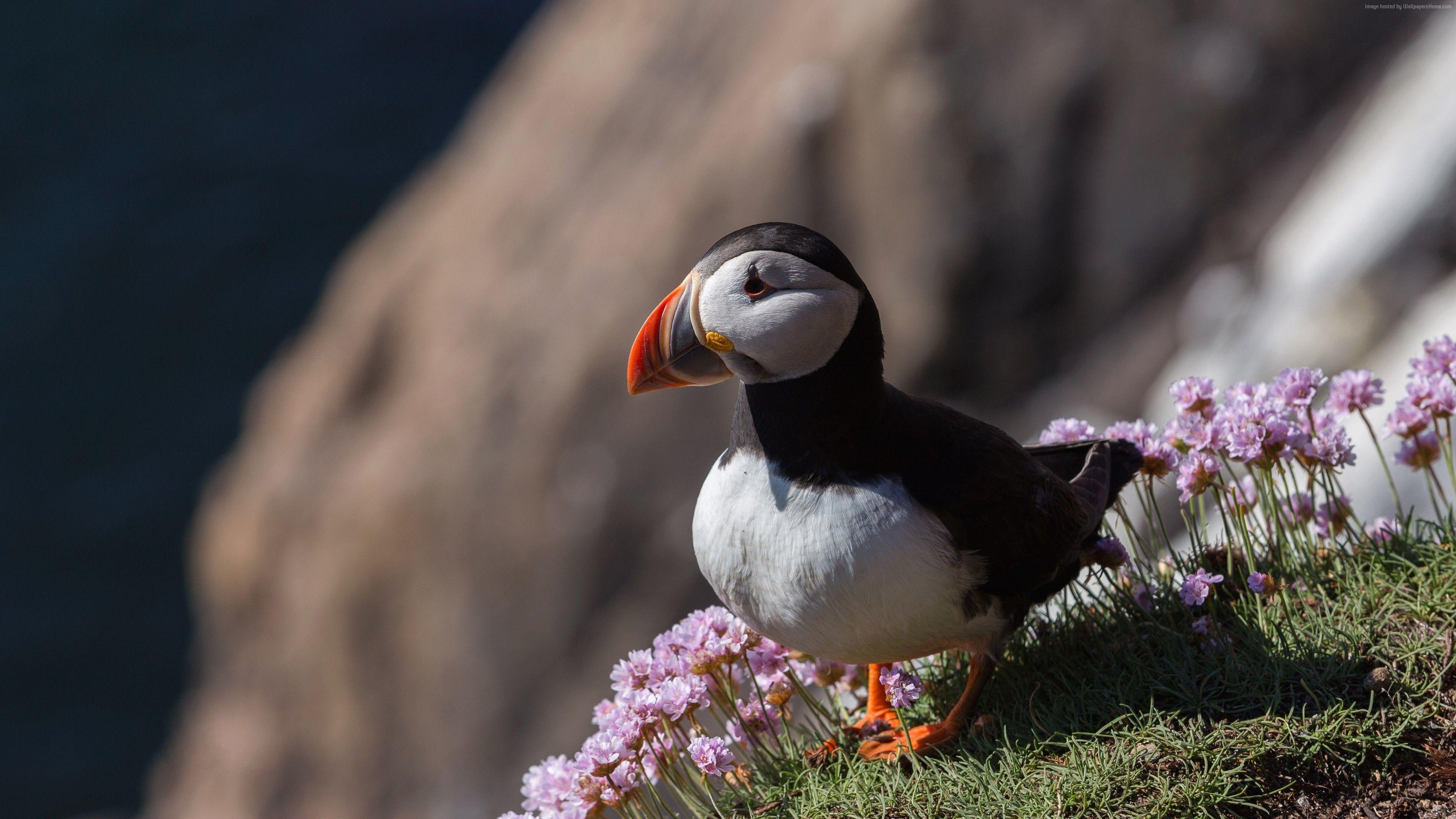 3840x2160 Wallpaper Puffin, Bird, 4k, Animals Data Src New