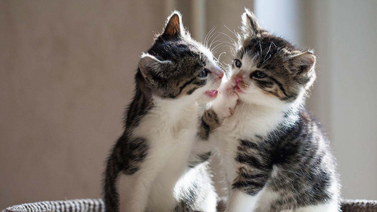 1280x720 Wallpaper Kittens Cats Two Animals kitty cat 2. Kittens cutest, Kitten wallpaper, Kittens