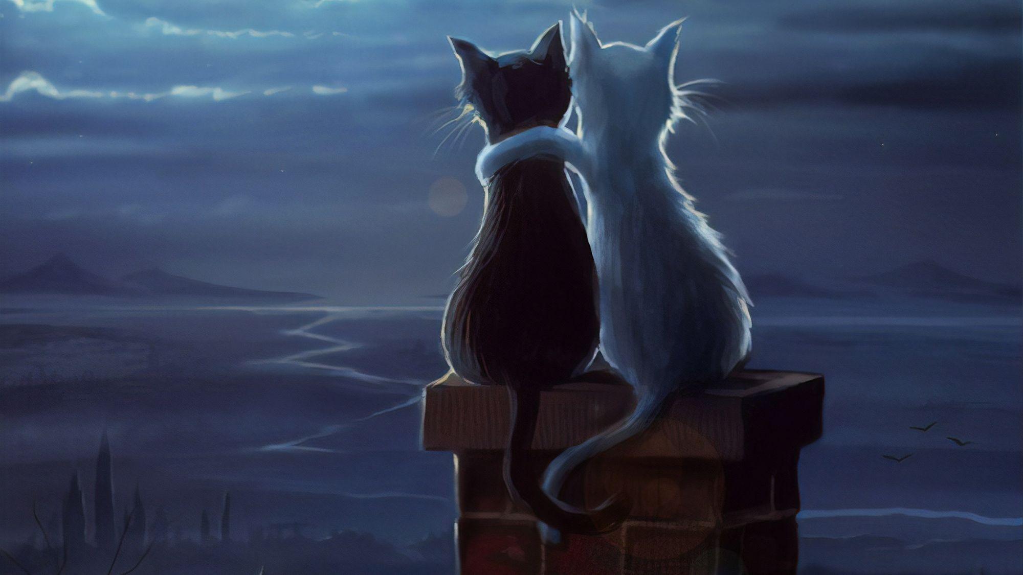 2000x1125 Two Cats On A Roof, HD Artist, 4k Wallpaper, Image, Background, Photo and Picture