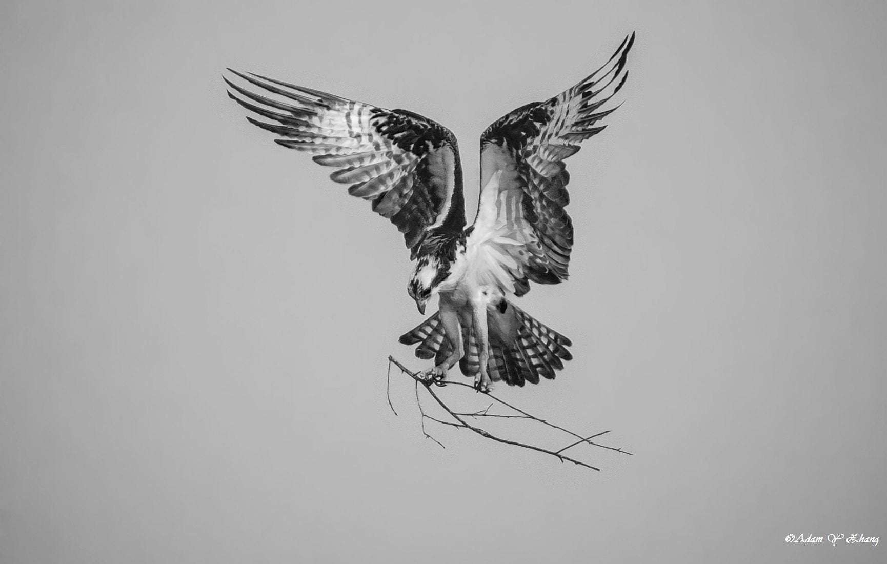 1730x1100 Eagle Wallpaper Black And White