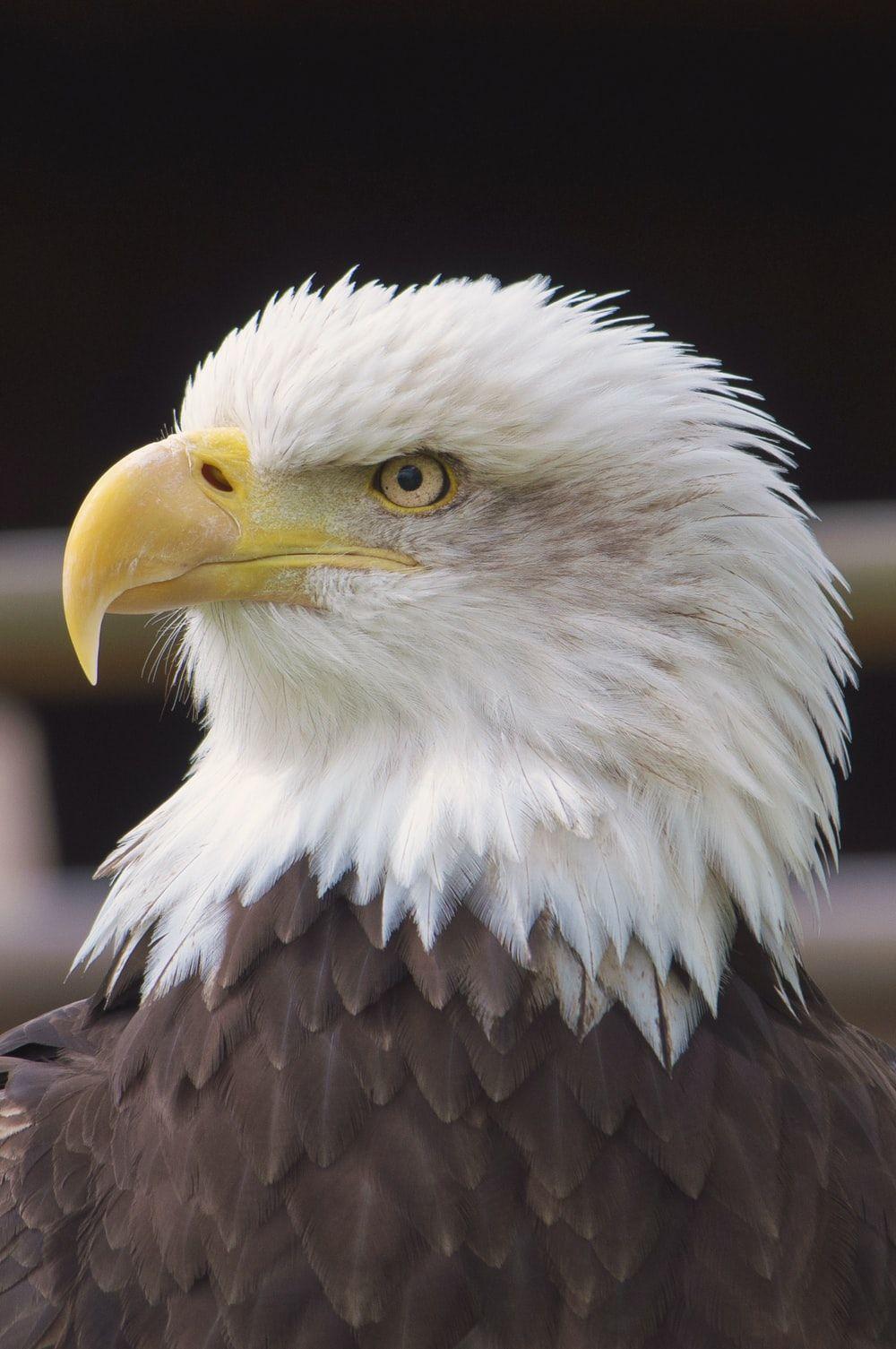 1000x1505 Eagle Wallpaper: Free HD Download [HQ]