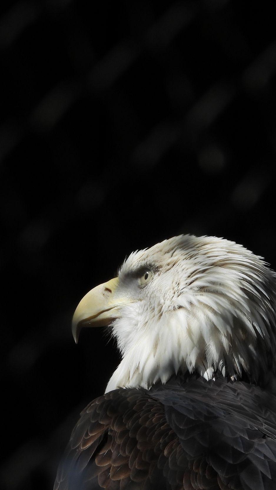 938x1668 Wallpaper Bald Eagle, Eagle, Bird, Beak, Feathers, Black And White HD
