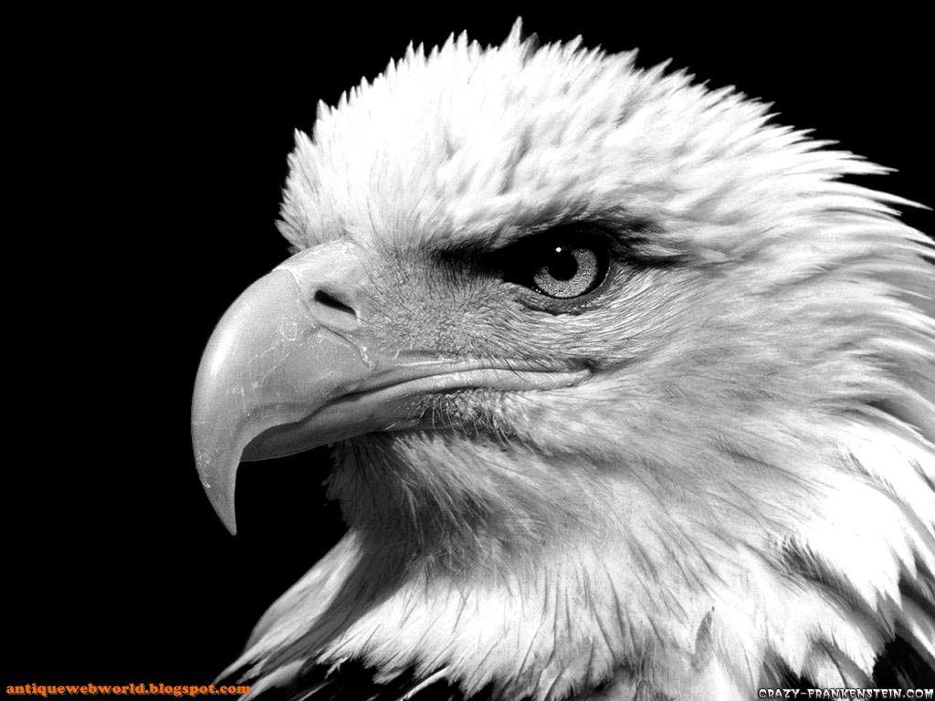 1024x768 Black and White Bird Wallpaper
