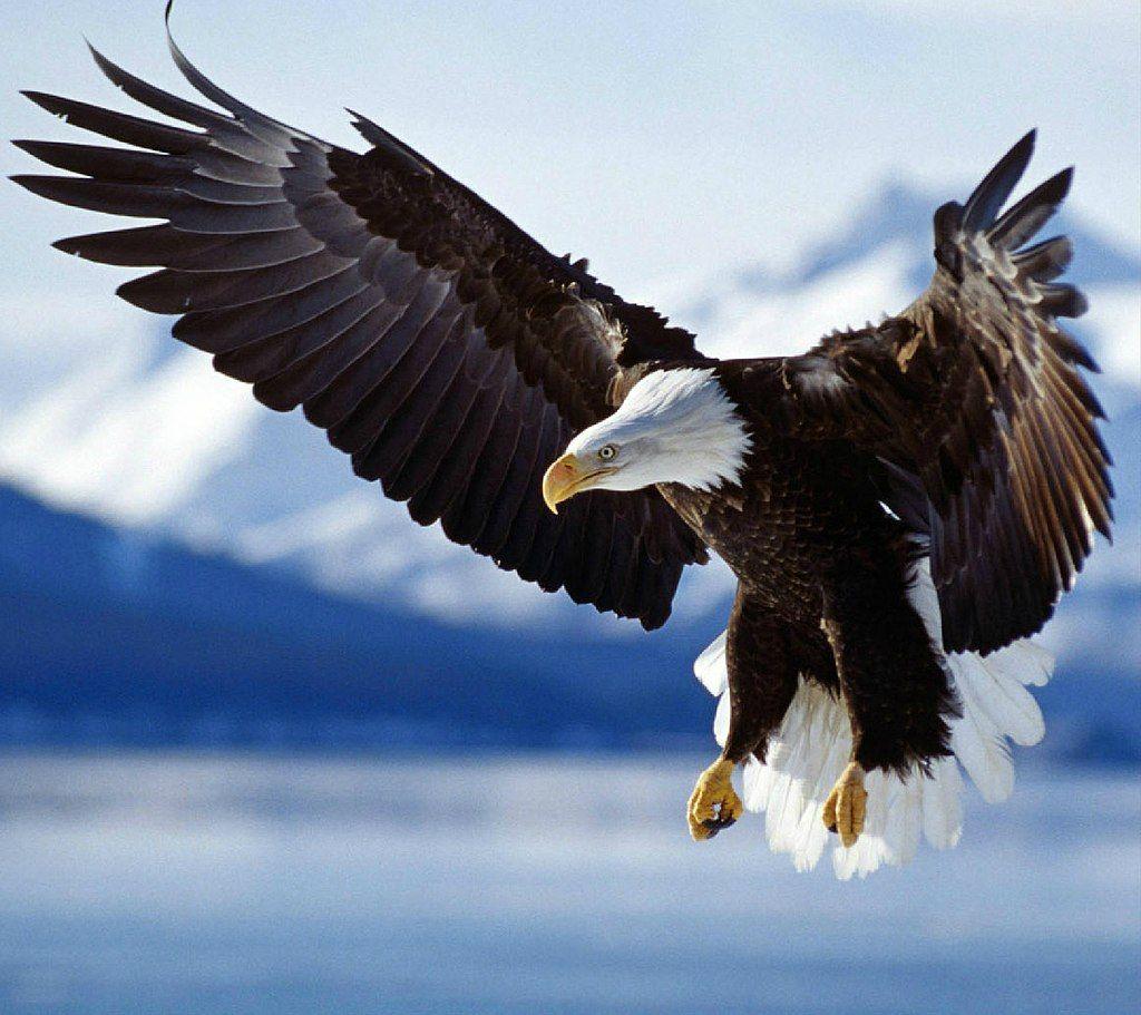 1024x911 How to Identify Bald Eagles, Young and Old Bird Watcher's Digest