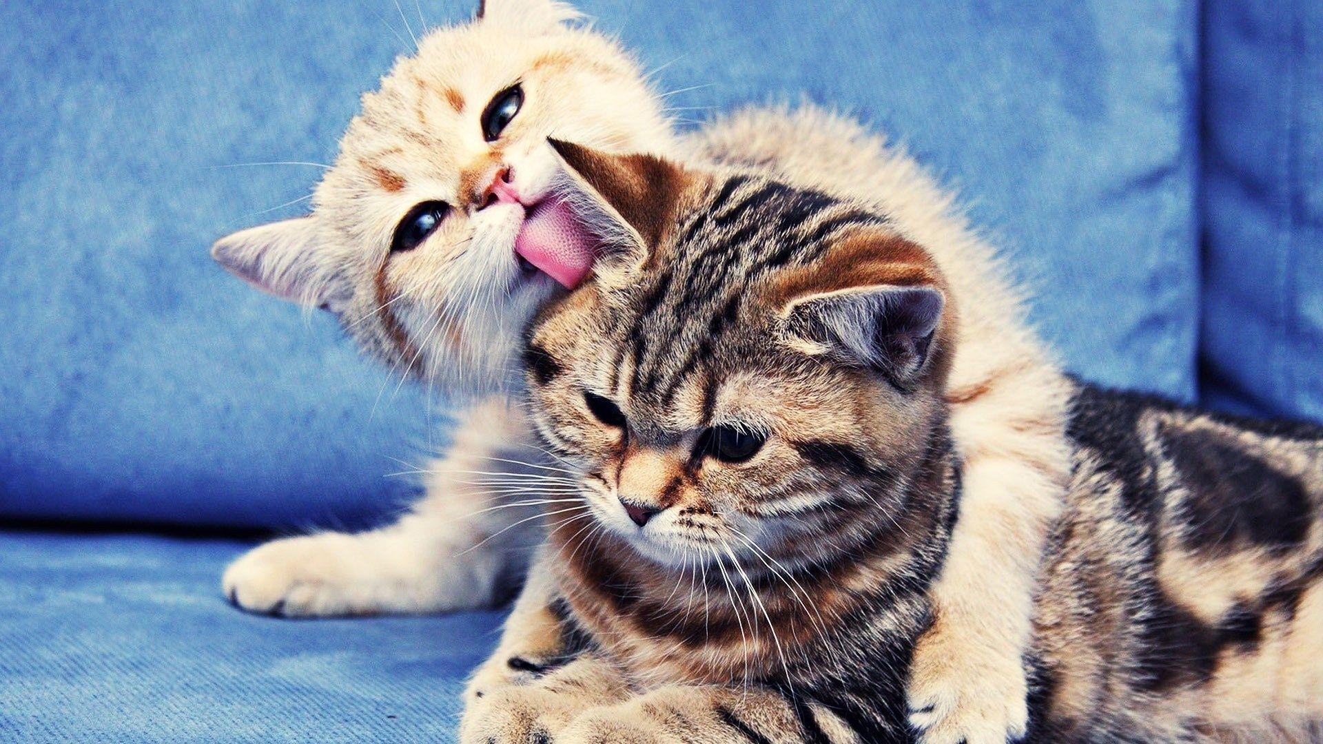 1920x1080 Funny Two Cats