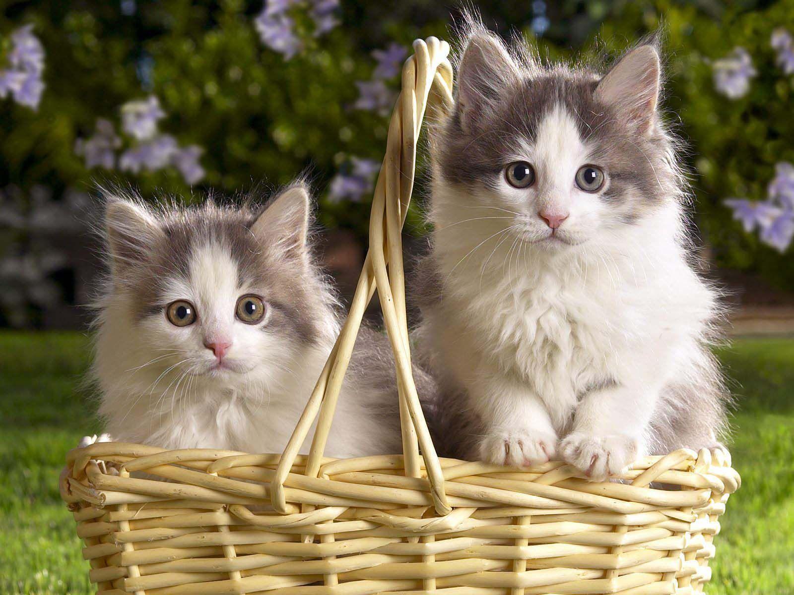 1600x1200 Two Cats In A Bucket. HD Animals and Birds Wallpaper for Mobile and Desktop