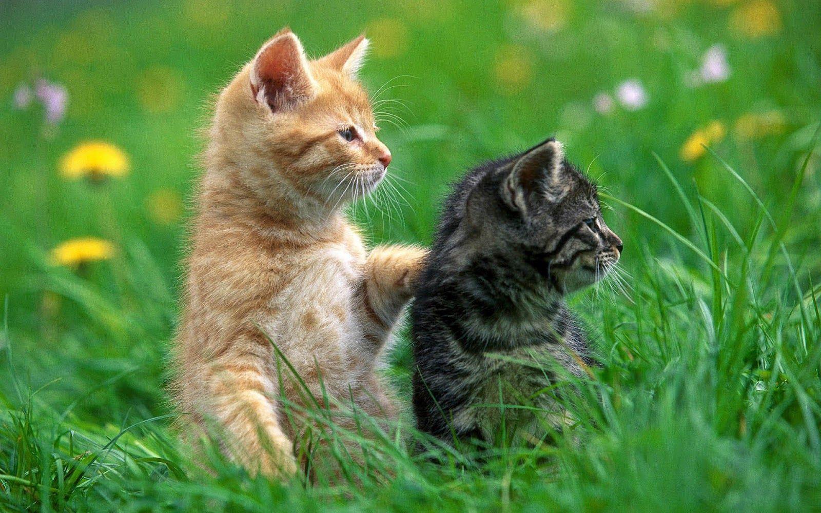 1600x1000 Two Cute Cat Wallpaper Cats In Grass HD Wallpaper