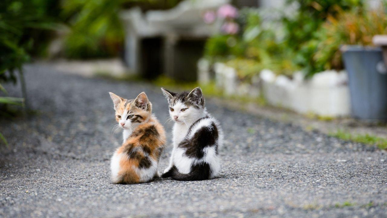 1280x720 Two Cute Cat Wallpaper Cat Wallpaper Widescreen Wallpaper & Background Download