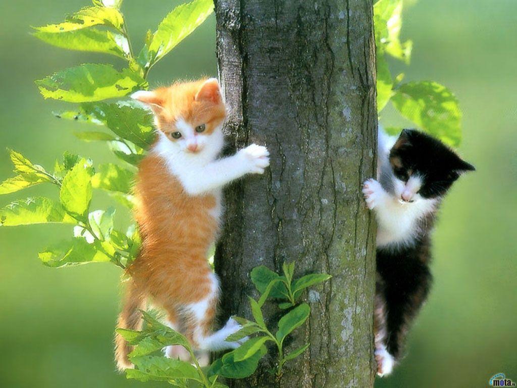 1024x768 Two Cats wallpaper. Two Cats