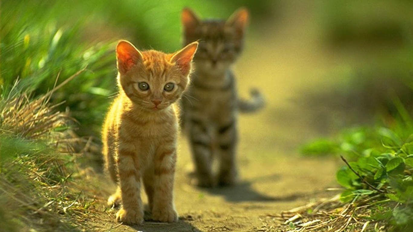 1366x768 Two Cat Wallpaper Cute Free Wallpaper Download HD Wallpaper