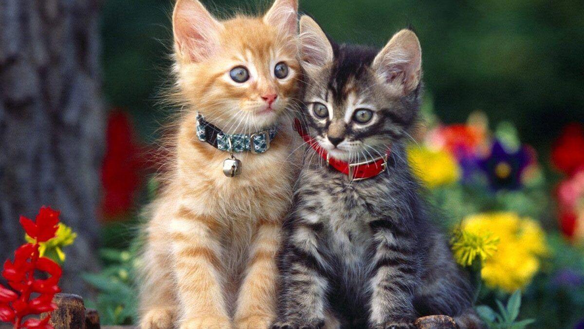 1200x675 Two, Kitten, Park, Kittens, Puffy Cats, High Resolution Pet Photo, Animal Love, Baby, Amazing Cats, Cat Desktop Image, Cat Wallpaper For Mac, 1504x846