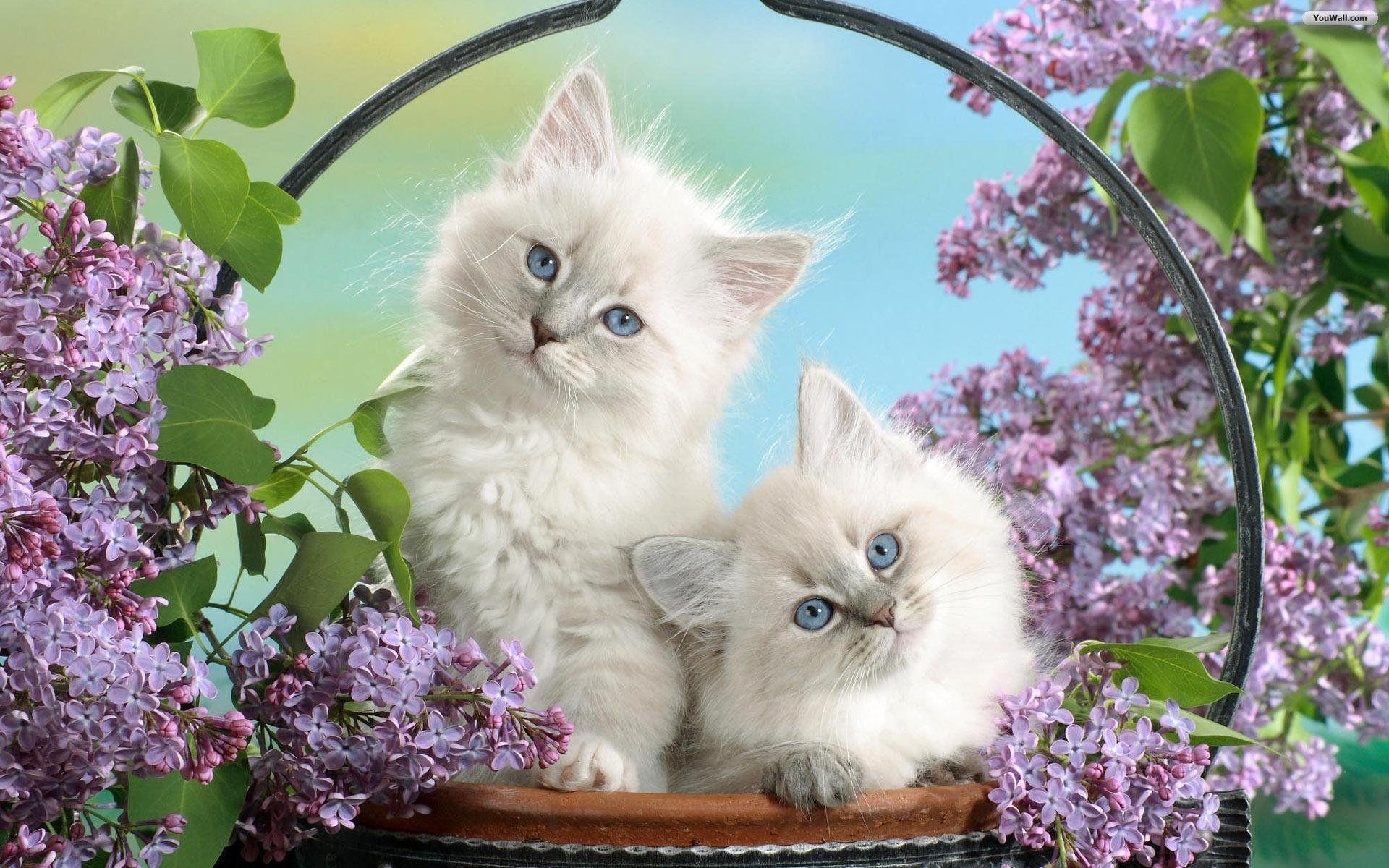 1920x1200 White Cat Wallpaper