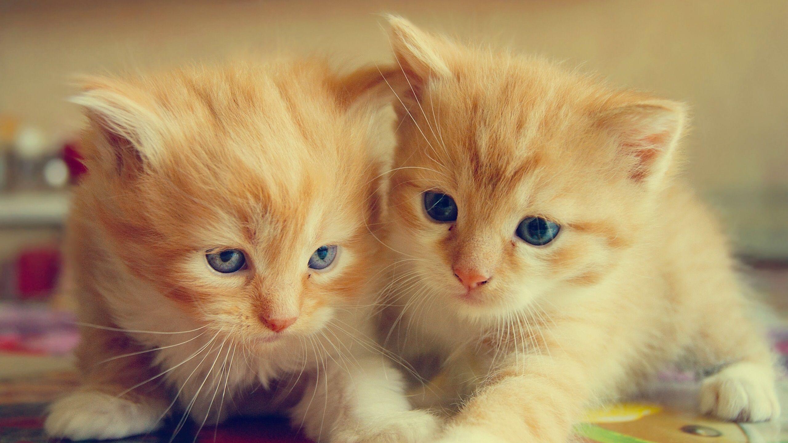 Two Cats Wallpapers - Top Free Two Cats Backgrounds - WallpaperAccess