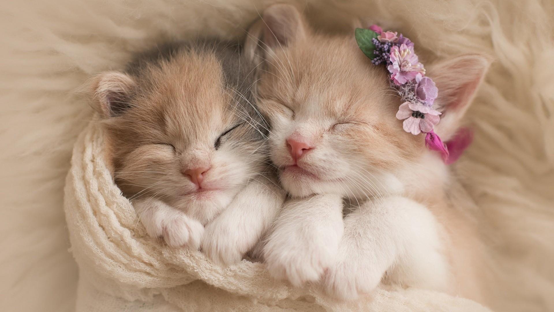 1920x1080 two white and orange tabby kittens #kitty #cat #cats #sleep #sleeping #cute #funny P #wallpaper #hdwallpaper. Kittens cutest, Cute little kittens, Cute cats