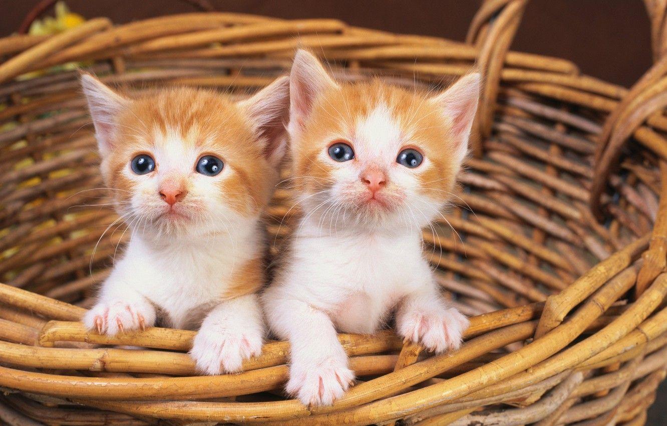1332x850 Wallpaper cat, white, cat, basket, red, kittens, two, cat image for desktop, section кошки