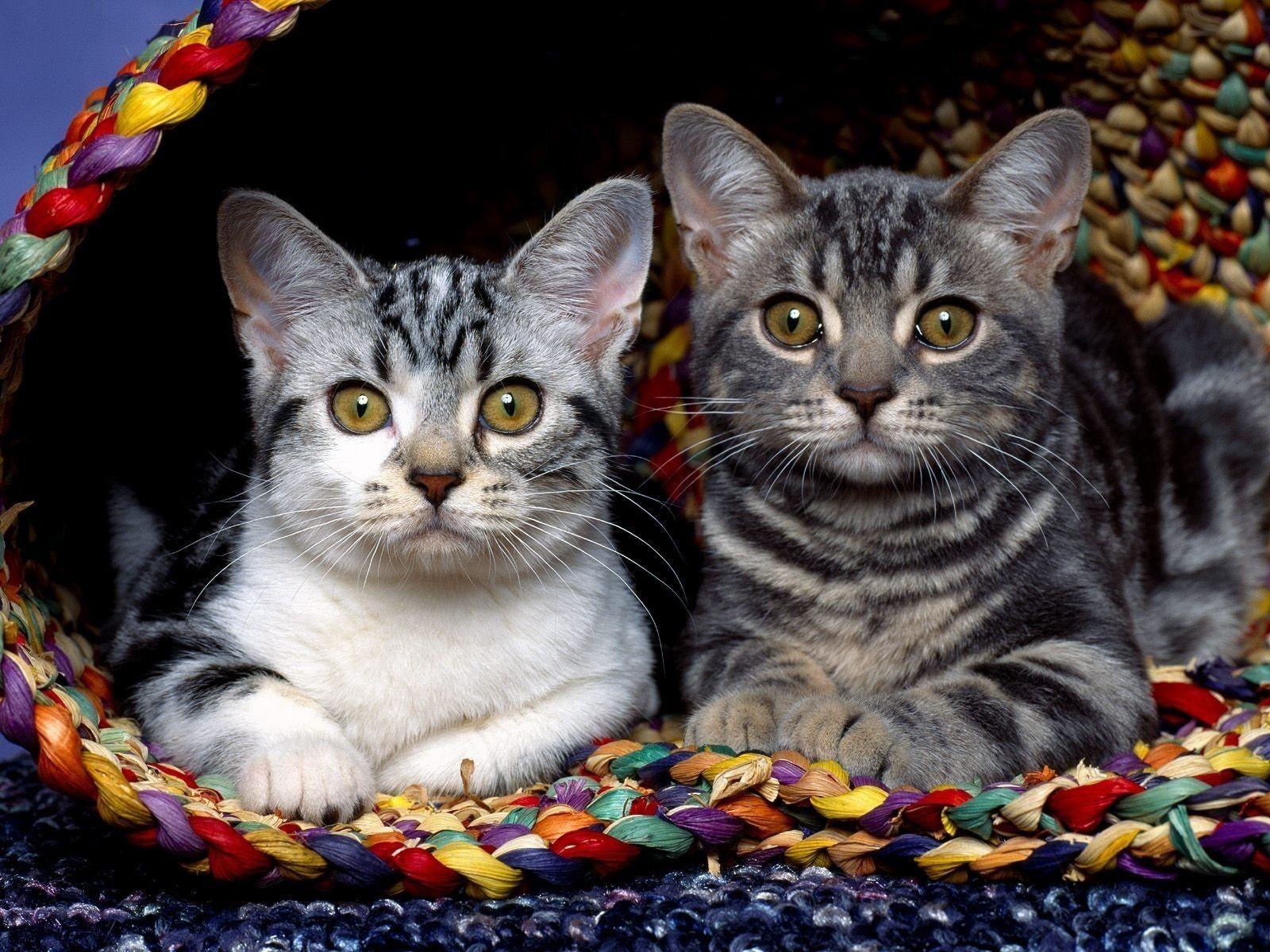 Two Cats Wallpapers - Top Free Two Cats Backgrounds - WallpaperAccess