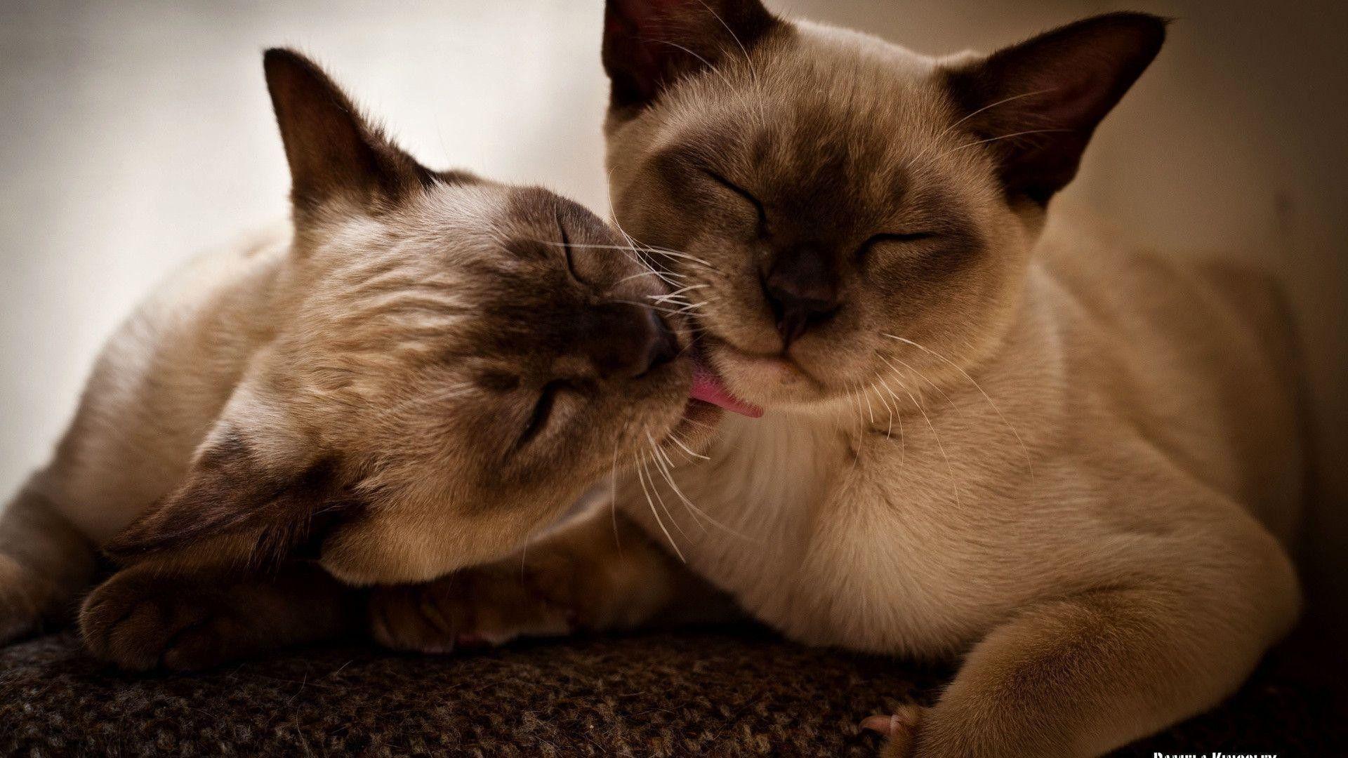 1920x1080 Siamese Cat Wallpaper Cats Wallpaper HD HD Wallpaper