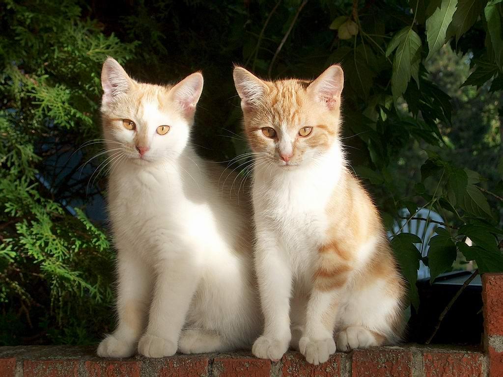1024x768 Cute Cat Wallpaper Computer