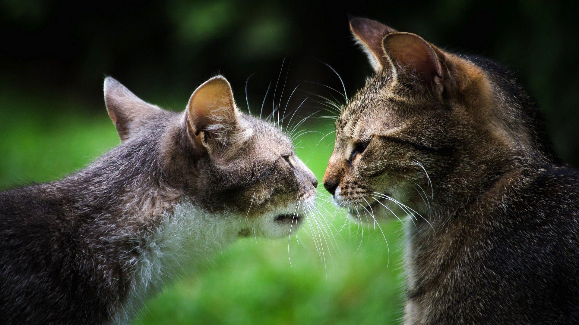 1920x1080 Two cats, gray cats, a couple, on the tv, kissing, cute cats wallpaper