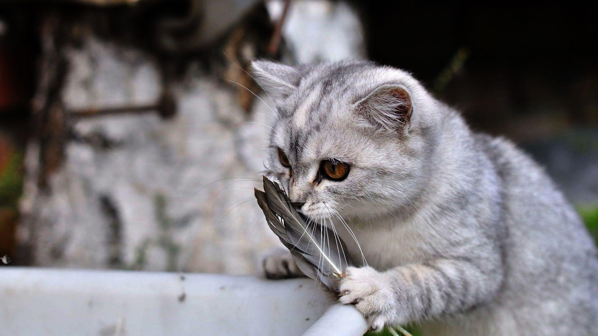1920x1080 Funny Cats Wallpaper