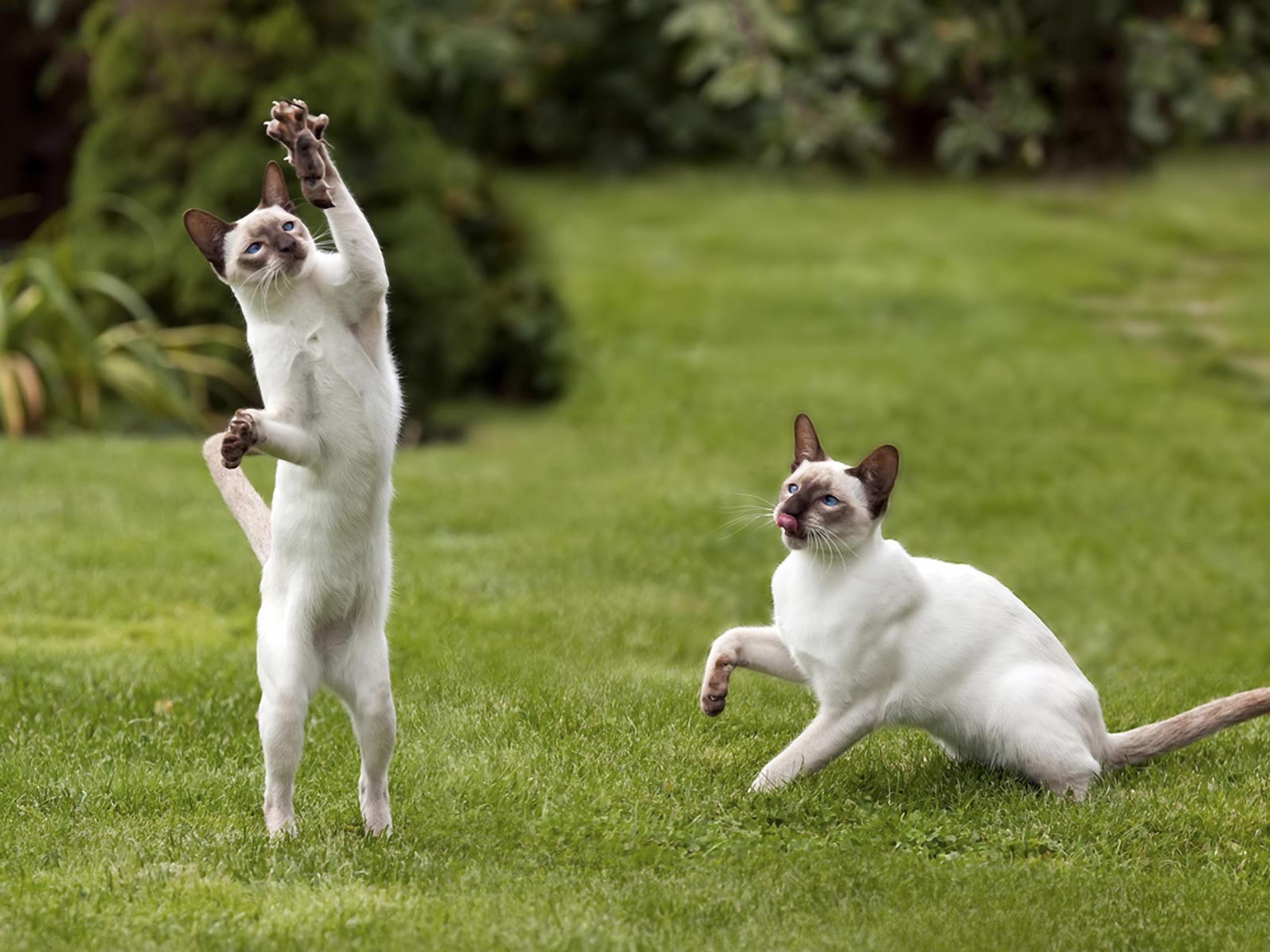 2560x1920 Two Siamese Cat Caught The Mouse Wallpaper And Image Playing Wallpaper & Background Download