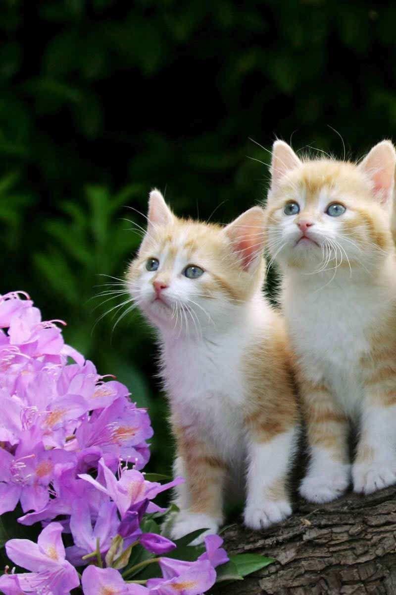800x1200 Cats And Kittens Wallpaper