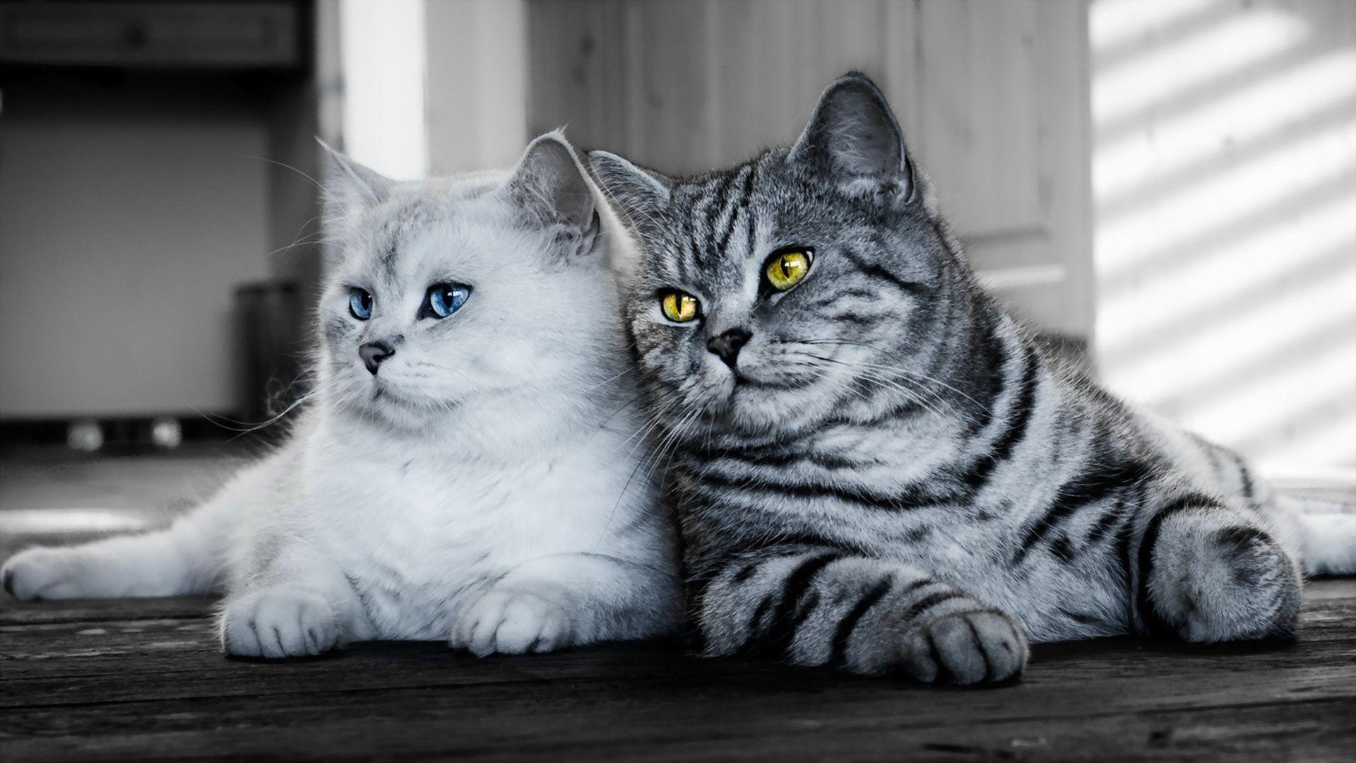 1920x1080 Wallpaper Two cats, white, gray 1920x1080 Full HD 2K Picture, Image