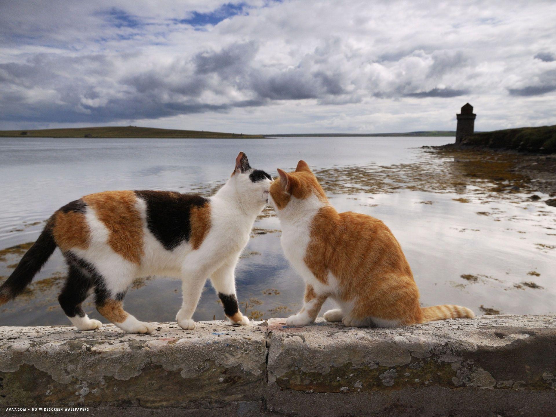 1920x1440 two cats greet on a wall overlooking the bay in shapinsay. domestic cat HD widescreen wallpaper
