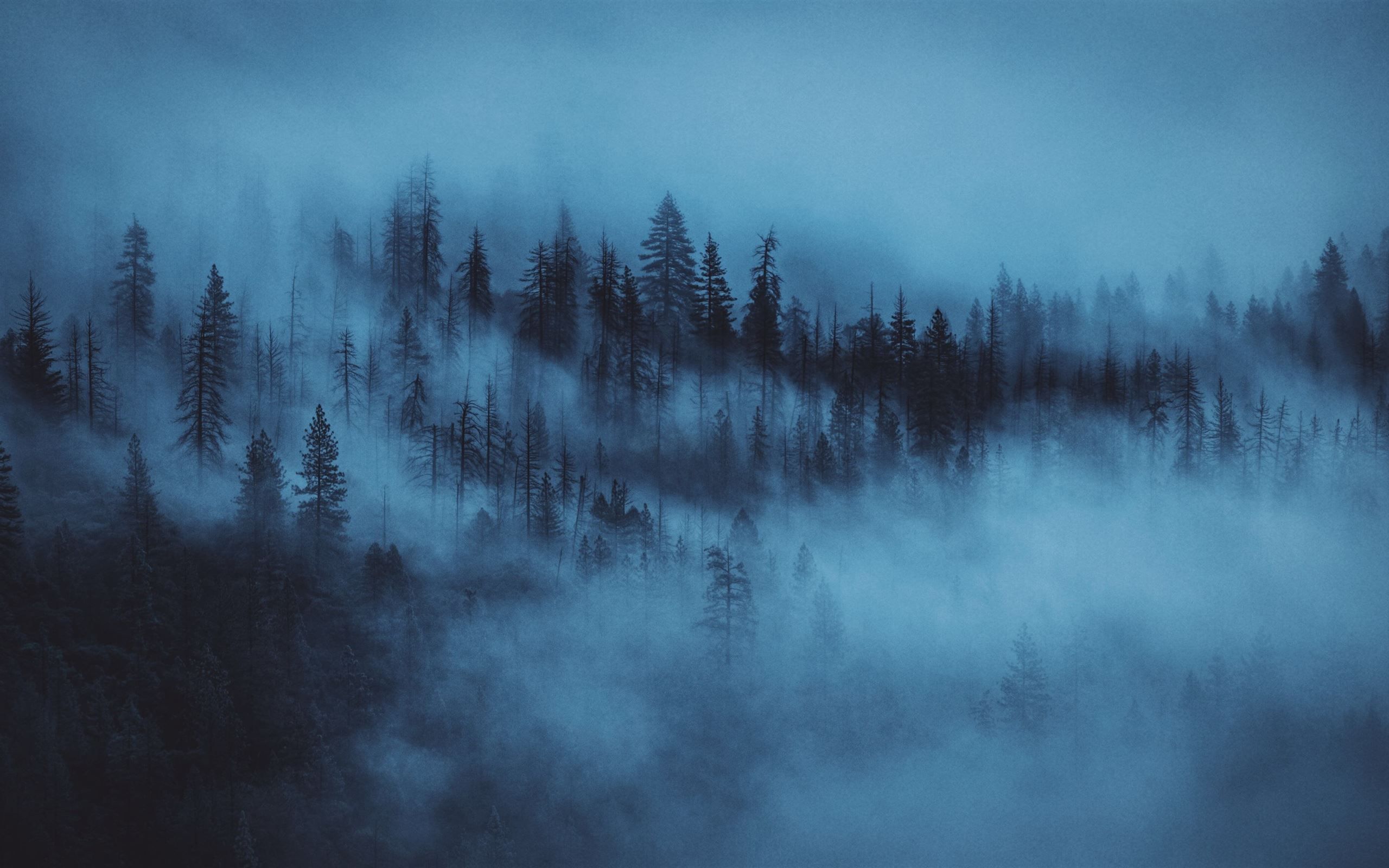2560x1600 nature photography of pine trees covered by fogs iMac Wallpaper Download
