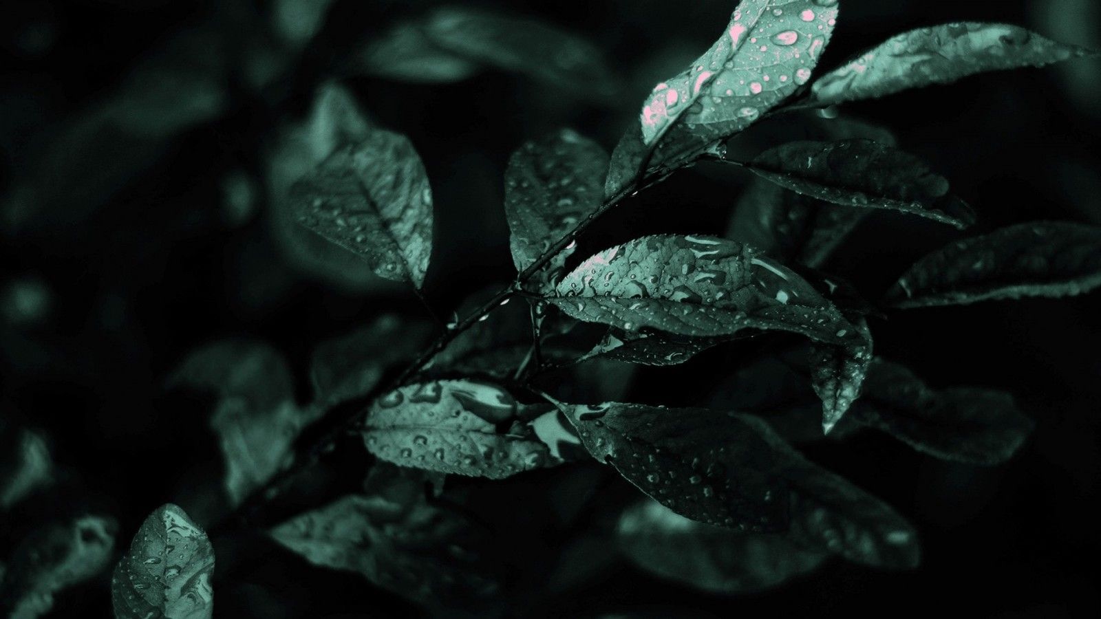 1600x900 Leaves With Water Droplets HD Black Aesthetic Wallpaper