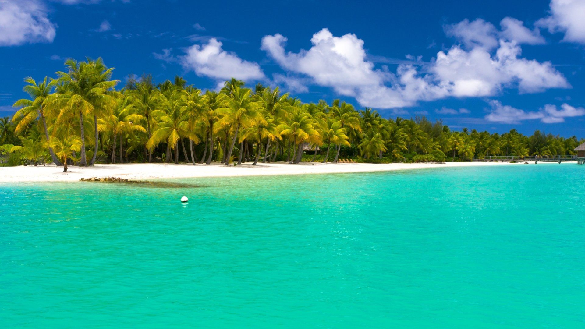 1920x1080 Download Palm Tree Sea Ocean Tropical Nature Island Tree 4k Ultra HD Wallpaperx2160