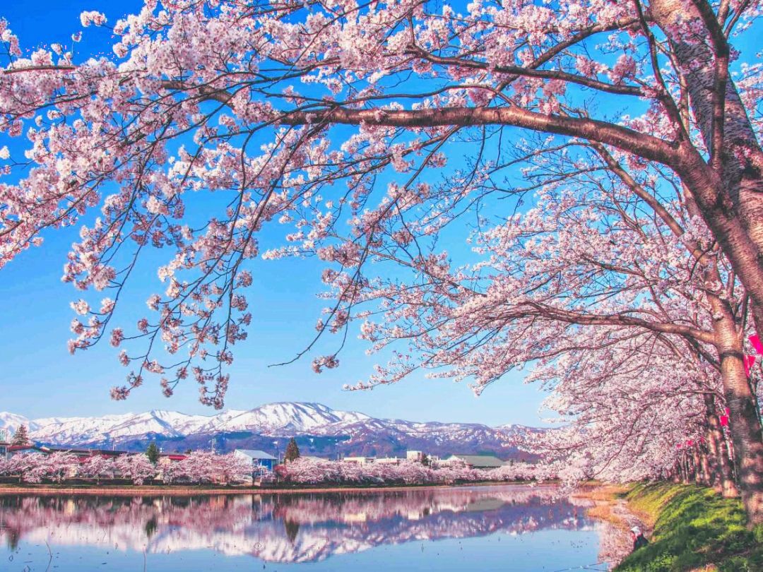1080x810 Niigata Sakura Warm Wind. Trip.com Niigata City