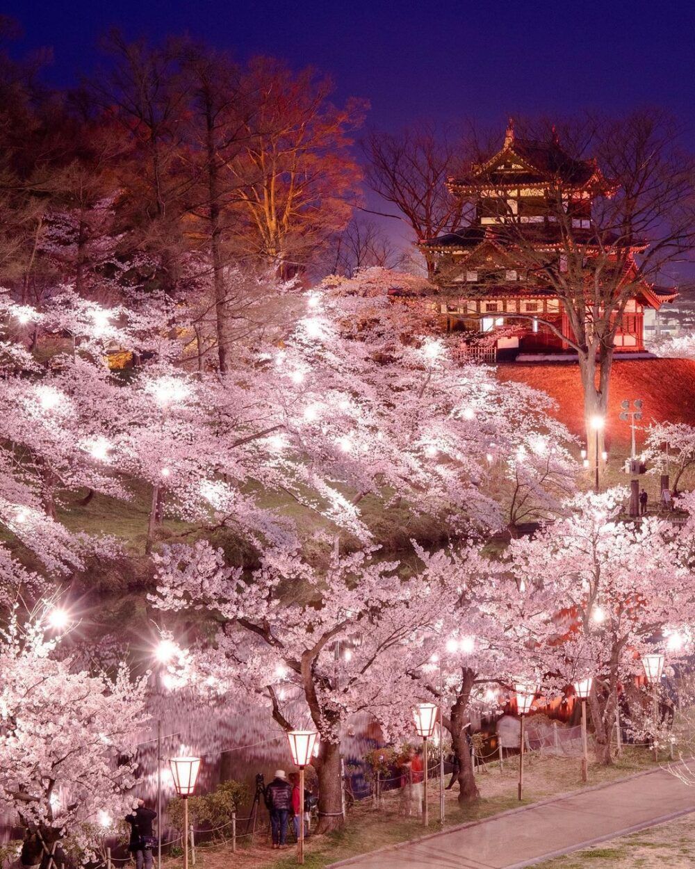 1000x1250 Cherry Blossom Delights in Niigata. Edge of Niigata