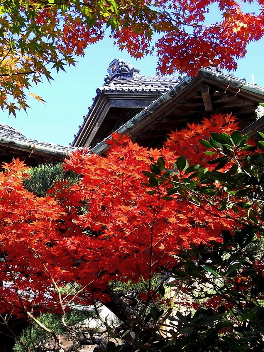 900x1200 H.I.S. Niigata hidden gem of Japan