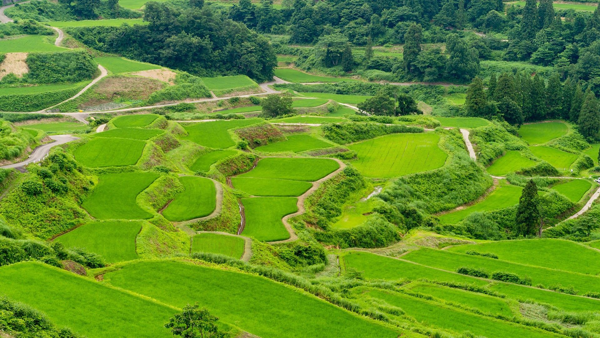 1920x1080 Paddy fields landscape near Tōkamachi, Niigata Prefecture, Japan. Windows Spotlight Image