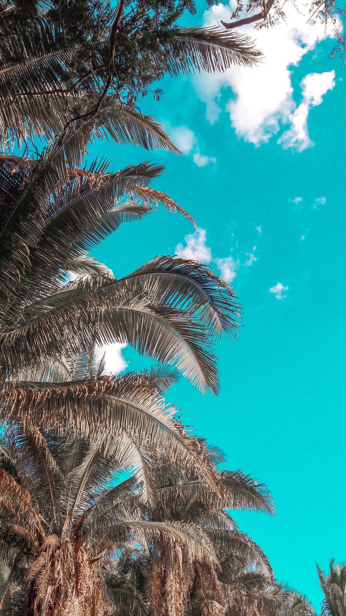 1161x2064 ENJOY THE PALM LIFE.COM 149322543883904877. Ocean wallpaper, Background phone wallpaper, Beach wallpaper