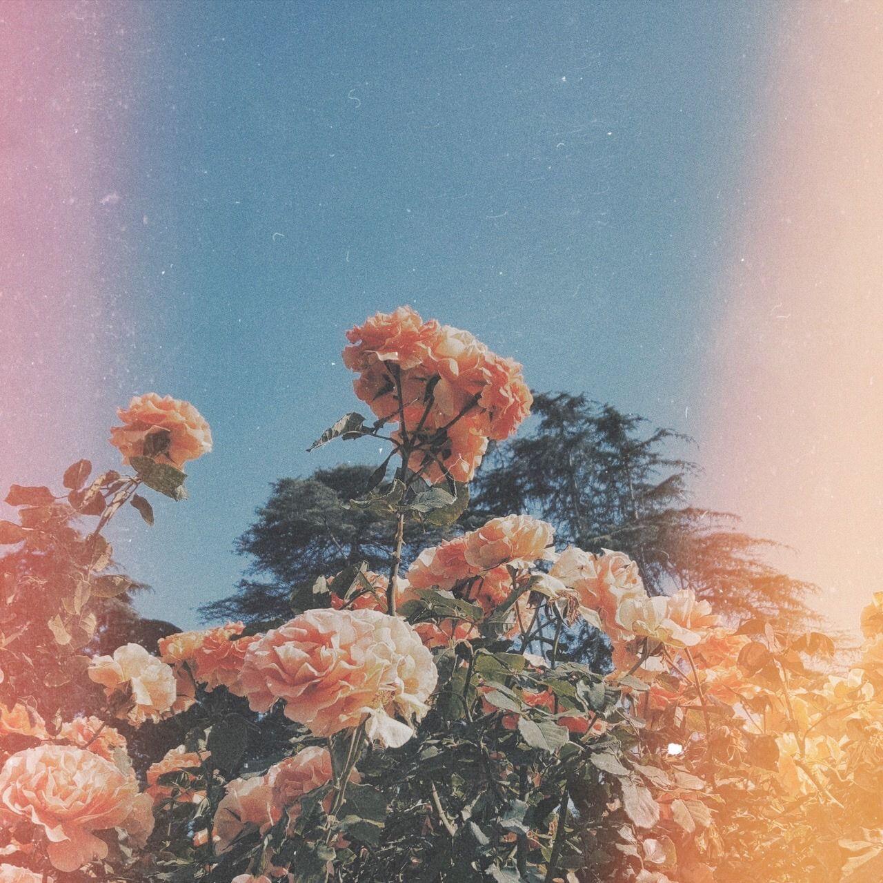 1280x1279 Girl Flower Aesthetic Wallpaper