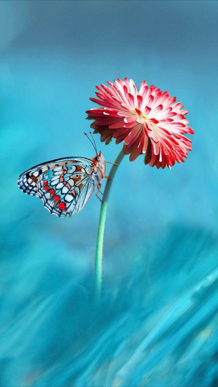 750x1334 Beautiful macro background. Beautiful flowers wallpaper, Flowers photography beautiful, Sunrise wallpaper