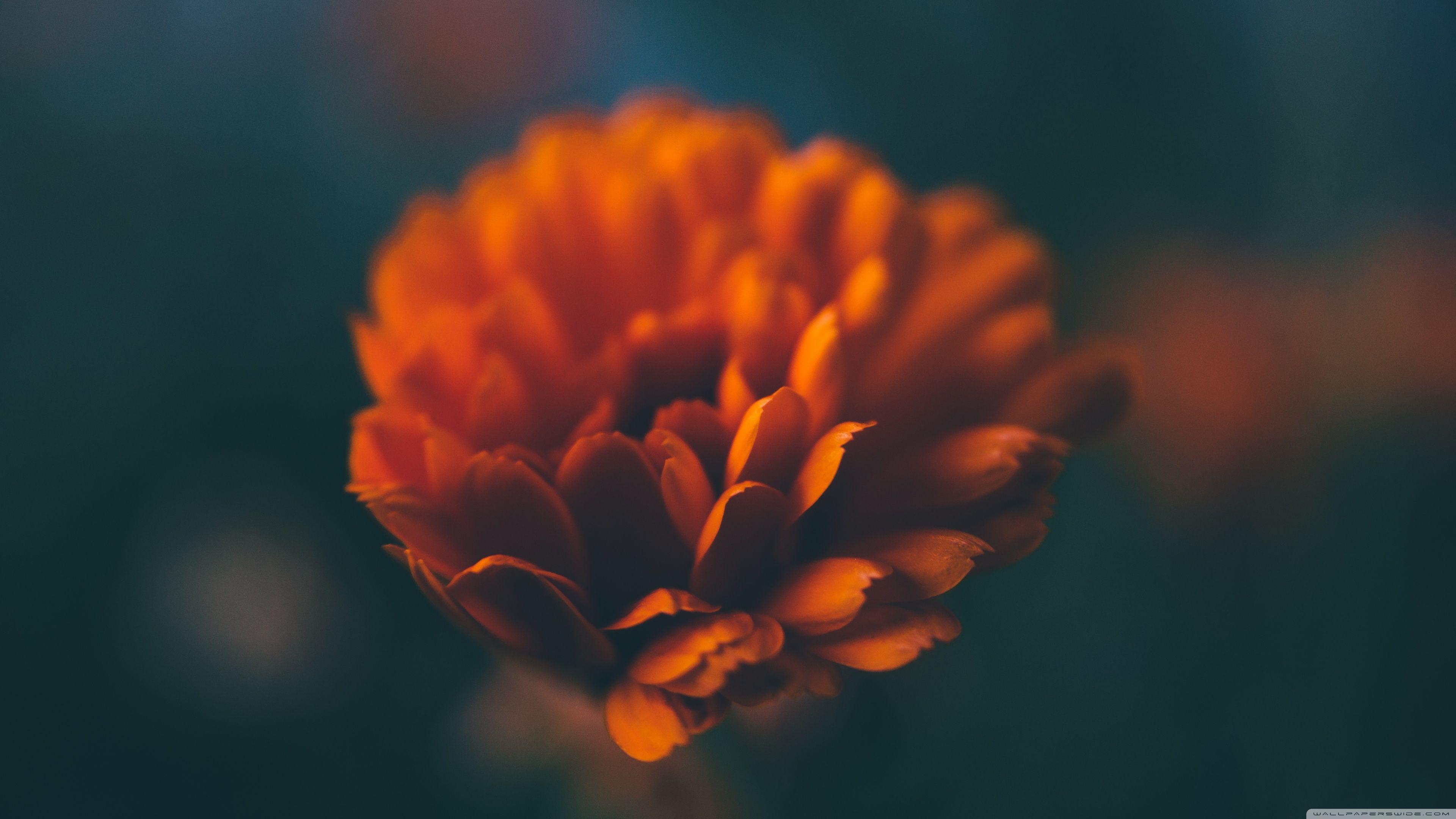 3840x2160 Macro Ultra HD Wallpaper