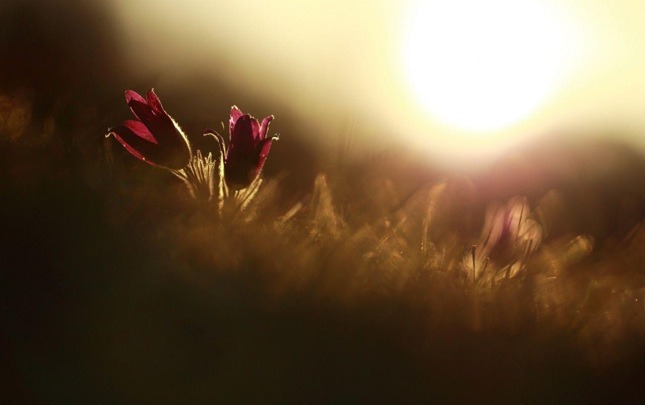 1280x804 Spring Flowers Macro Wallpaper Macro HD Wallpaper