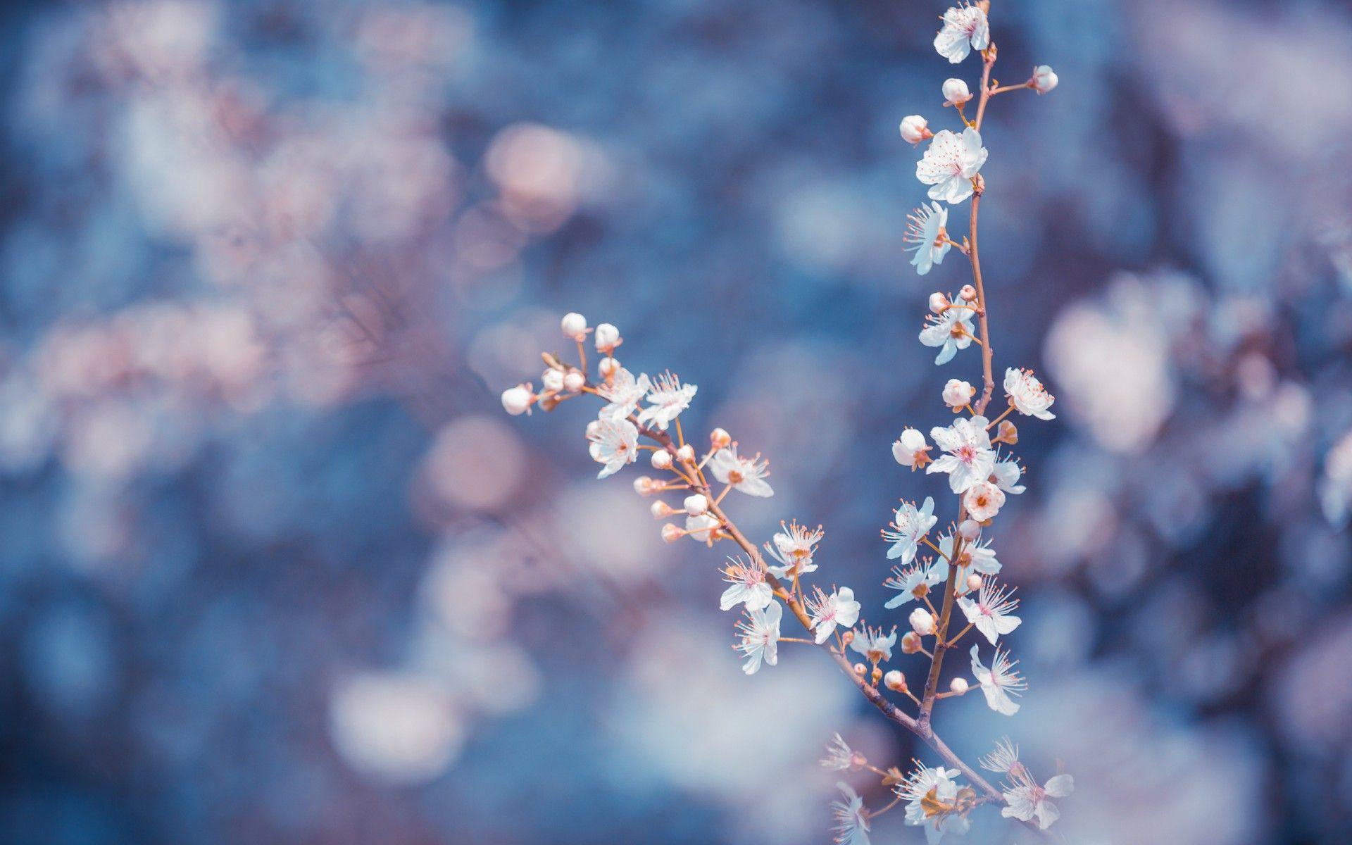 1920x1200 Flower Macro wallpaperx1200