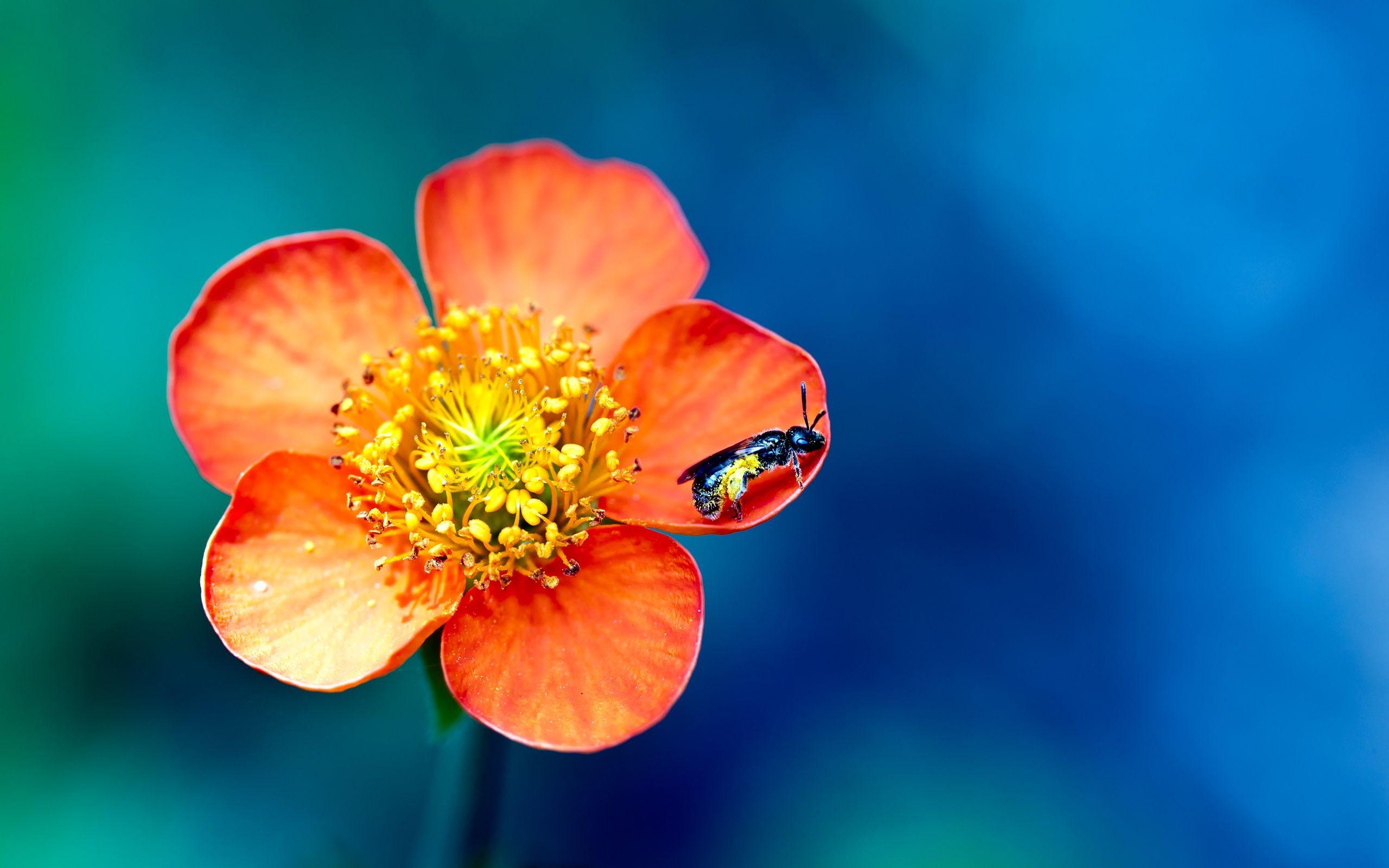 2560x1600 Beautiful Flower Macro wallpaperx1600