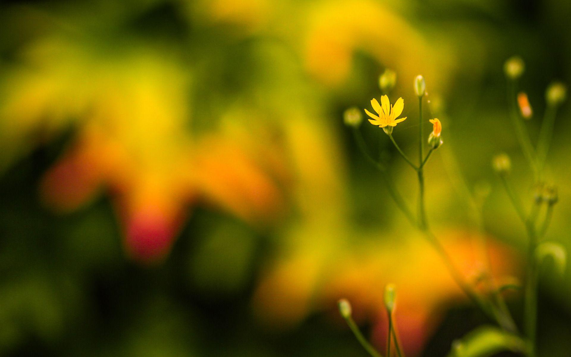 1920x1200 Macro Wallpaper