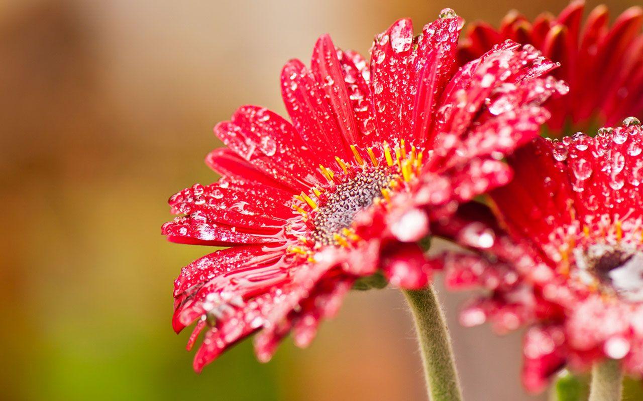 1280x800 Flower Macro Photo wallpaper (9 Wallpaper)