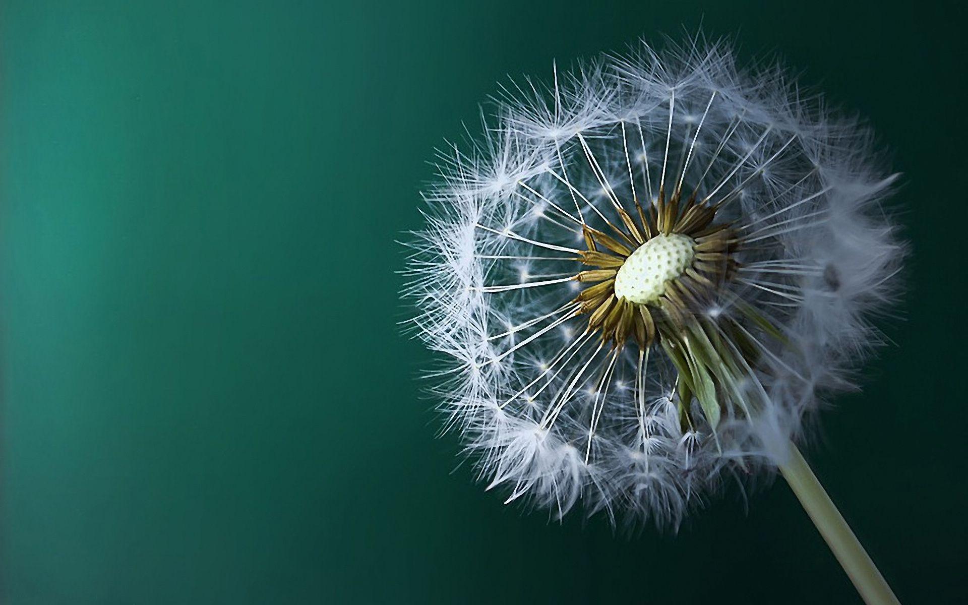 1920x1200 Free download Dandelion Flower Macro Wallpaper HD 225 5165 Wallpaper High [1920x1200] for your Desktop, Mobile & Tablet. Explore Macro HD Wallpaper. Macro Photography Wallpaper